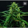 MIMOSA FAMOSA · Bulk Seed Bank · kenevir tohum · Fem