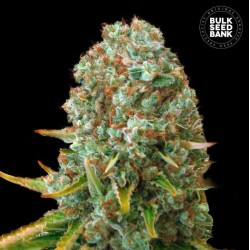 MOBY BIG · Bulk Seed Bank · kenevir tohum · Fem