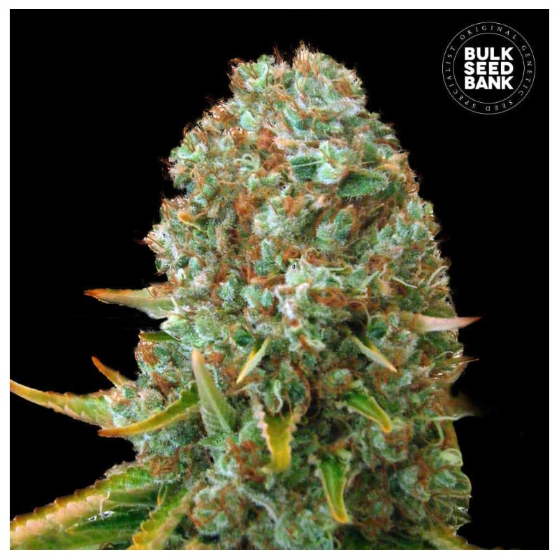 MOBY BIG · Bulk Seed Bank · cannabis seeds · Fem