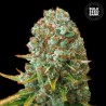 MOBY BIG · Bulk Seed Bank · cannabis seeds · Fem