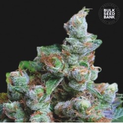 NBA DIESEL · Bulk Seed Bank · cannabis seeds · Fem
