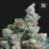 NBA DIESEL · Bulk Seed Bank · kenevir tohum · Fem