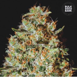 NEPAL GOLD · Bulk Seed Bank · kenevir tohum · Fem