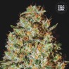 NEPAL GOLD · Bulk Seed Bank · kenevir tohum · Fem