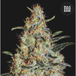 NEW'S HAZE · Bulk Seed Bank · kenevir tohum · Fem