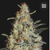 NEW'S HAZE · Bulk Seed Bank · cannabis seeds · Fem