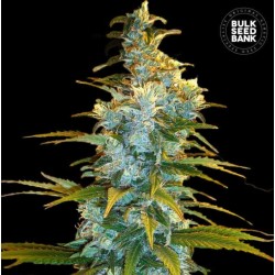 NORTHERN LIGHT · Bulk Seed Bank · kenevir tohum · Fem