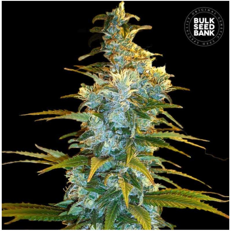 NORTHERN LIGHT · Bulk Seed Bank · kenevir tohum · Fem