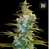 NORTHERN LIGHT · Bulk Seed Bank · kenevir tohum · Fem