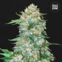 OG KUSH · Bulk Seed Bank · kenevir tohum · Fem