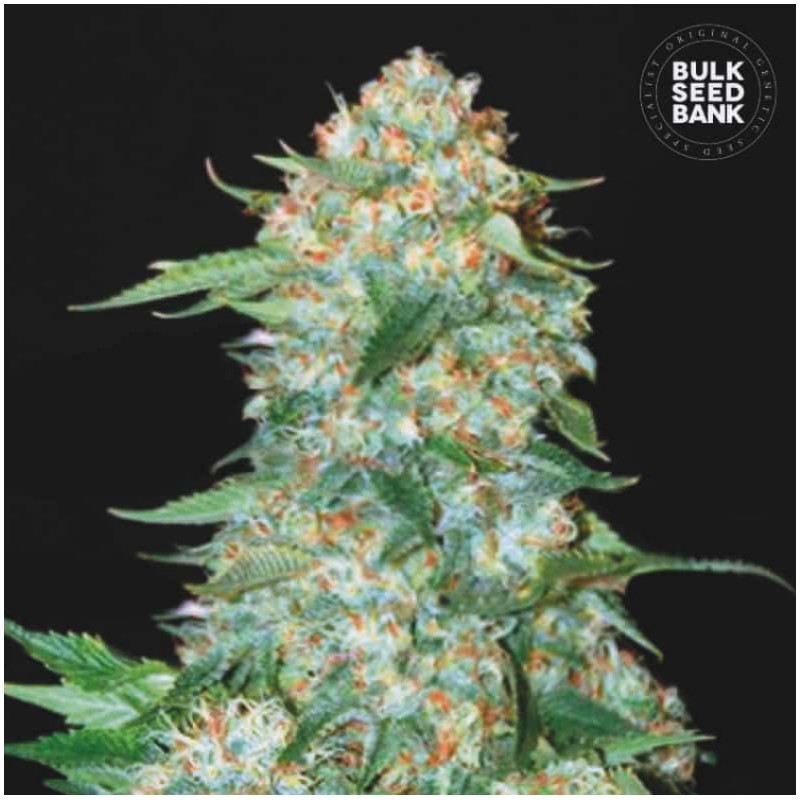 OG KUSH · Bulk Seed Bank · cannabis seeds · Fem