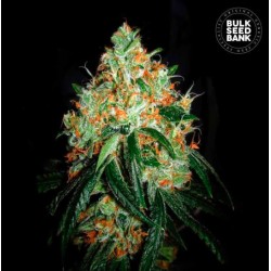 ORIGINAL ORANGE BUD · Bulk Seed Bank · kenevir tohum · Fem