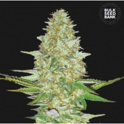PERFECT POWER PLANT · Bulk Seed Bank · cannabis seeds · Fem