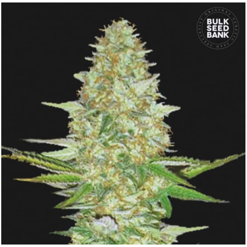 PERFECT POWER PLANT · Bulk Seed Bank · kenevir tohum · Fem