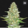 PERFECT POWER PLANT · Bulk Seed Bank · kenevir tohum · Fem