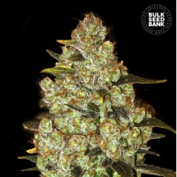 PSYCHEDELIC · Bulk Seed Bank · kenevir tohum · Fem
