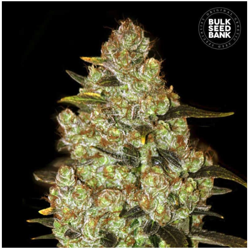 PSYCHEDELIC · Bulk Seed Bank · kenevir tohum · Fem