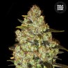PSYCHEDELIC · Bulk Seed Bank · kenevir tohum · Fem