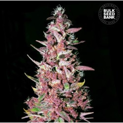 PURPLE GLAM KUSH · Bulk Seed Bank · kenevir tohum · Fem