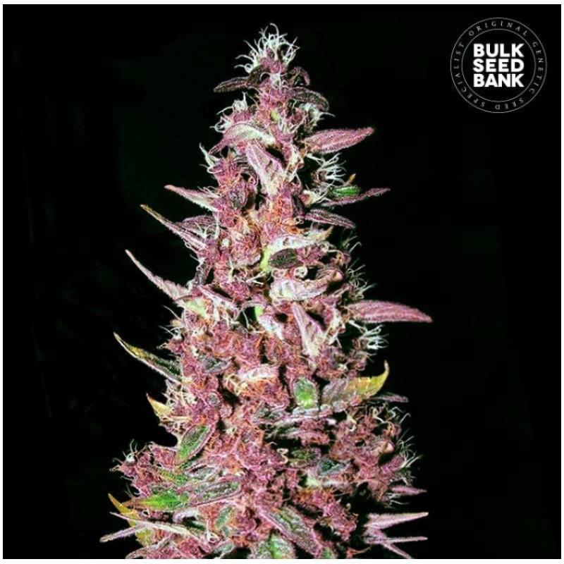 PURPLE GLAM KUSH · Bulk Seed Bank · kenevir tohum · Fem