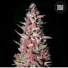 PURPLE GLAM KUSH · Bulk Seed Bank · kenevir tohum · Fem