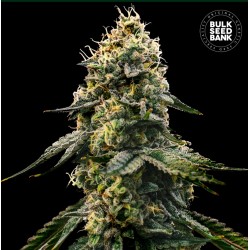 RUNTZ GLUNTZ · Bulk Seed Bank · kenevir tohum · Fem