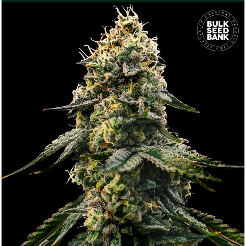 RUNTZ GLUNTZ · Bulk Seed Bank · kenevir tohum · Fem