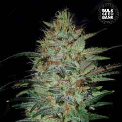 SENSIBLE STAR · Bulk Seed Bank · kenevir tohum · Fem