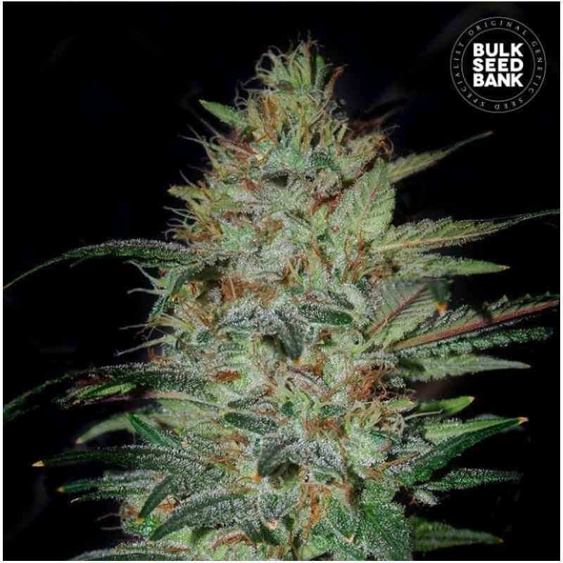 SENSIBLE STAR · Bulk Seed Bank · kenevir tohum · Fem