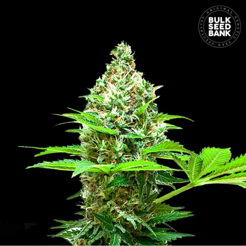 SHERBET POWER · Bulk Seed Bank · kenevir tohum · Fem