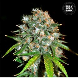 SKUNK 99 · Bulk Seed Bank · kenevir tohum · Fem