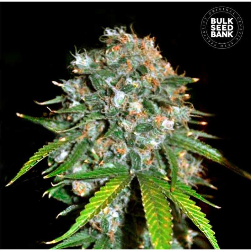 SKUNK 99 · Bulk Seed Bank · cannabis seeds · Fem