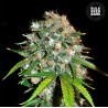 SKUNK 99 · Bulk Seed Bank · cannabis seeds · Fem