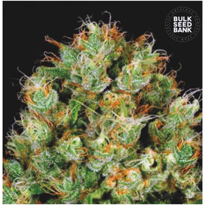 SOUR DIESEL · Bulk Seed Bank · cannabis seeds · Fem