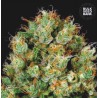 SOUR DIESEL · Bulk Seed Bank · kenevir tohum · Fem