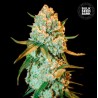 SPECIAL CRYSTAL HAZE · Bulk Seed Bank · kenevir tohum · Fem