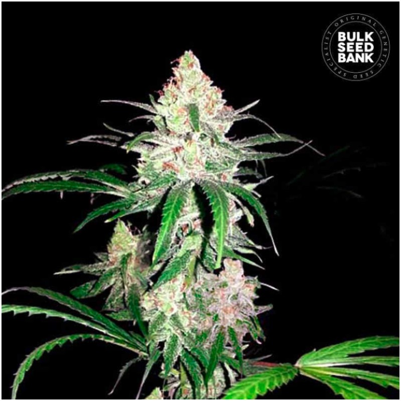 SPECIAL LIME HAZE · Bulk Seed Bank · kenevir tohum · Fem