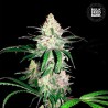 SPECIAL LIME HAZE · Bulk Seed Bank · kenevir tohum · Fem