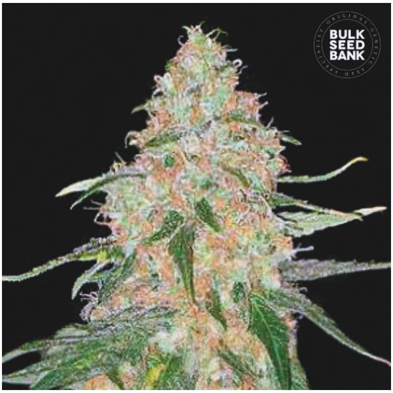 SPECIAL SKUNK · Bulk Seed Bank · cannabis seeds · Fem
