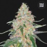SPECIAL SKUNK · Bulk Seed Bank · cannabis seeds · Fem