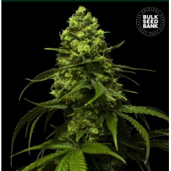 STRAWBERRY FERRY · Bulk Seed Bank · kenevir tohum · Fem