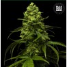 STRAWBERRY FERRY · Bulk Seed Bank · cannabis seeds · Fem