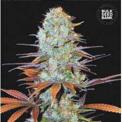 SUNMANGO · Bulk Seed Bank · kenevir tohum · Fem