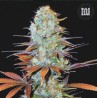 SUNMANGO · Bulk Seed Bank · cannabis seeds · Fem