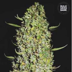 THE UNLIMITED · Bulk Seed Bank · cannabis seeds · Fem