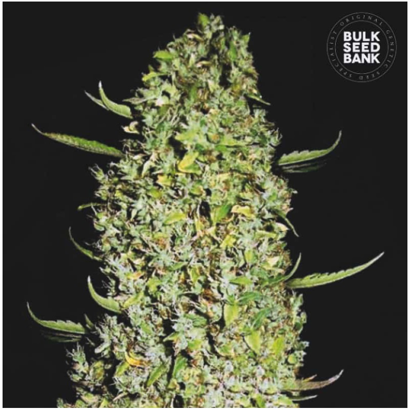 THE UNLIMITED · Bulk Seed Bank · cannabis seeds · Fem