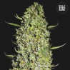 THE UNLIMITED · Bulk Seed Bank · cannabis seeds · Fem