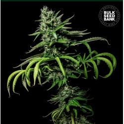 TROPICAL COCONUT · Bulk Seed Bank · cannabis seeds · Fem