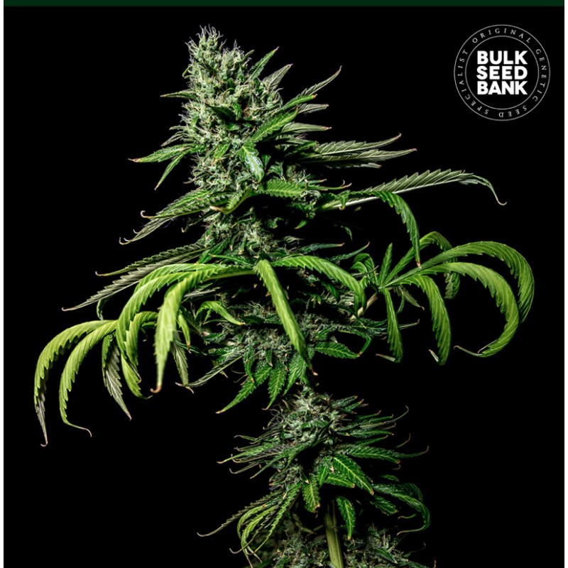 TROPICAL COCONUT · Bulk Seed Bank · cannabis seeds · Fem