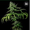 TROPICAL COCONUT · Bulk Seed Bank · kenevir tohum · Fem